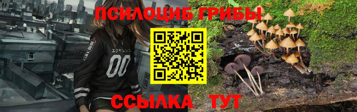 Псилоцибиновые грибы Cubensis Новочеркасск